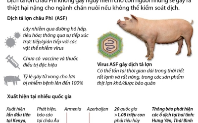 PHƯƠNG PHÁP PHÁT HIỆN SỚM DỊCH TẢ LỢN CHÂU PHI (ASF)?